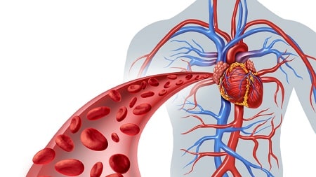 Сосудистая хирургия