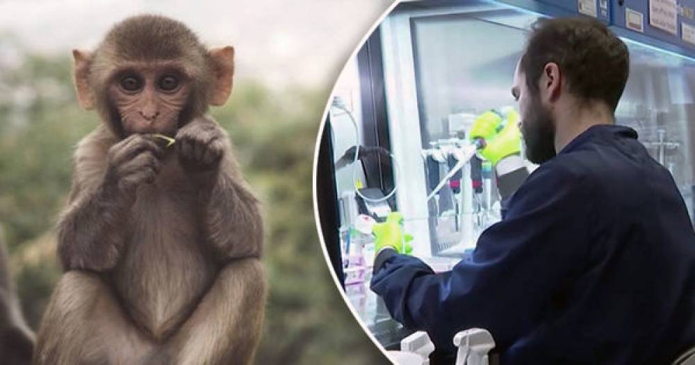 ЖССТ: Маймун чечагини юқтирган беморлар сони 260 нафарга яқинлашди. Яна 120 киши шубҳа остида 