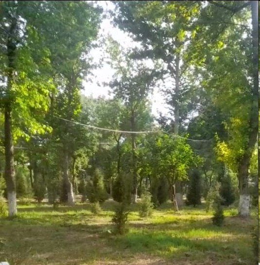 Расмий муносабат